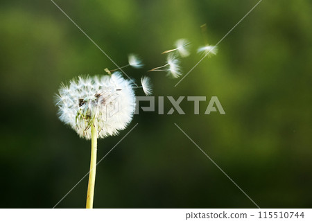 Dandelion Seeds Blowing in the Wind Dandelion Seeds Blowing in the Wind 115510744