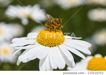 Honeybee Collecting Pollen on Daisy 115510752