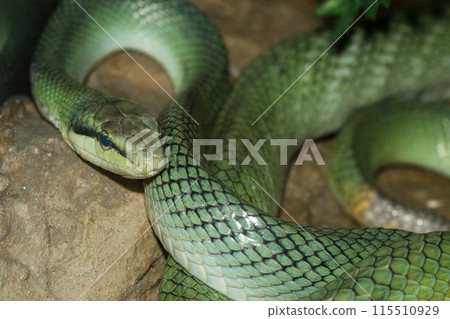 Close up head red tailed rat snake in garden Close up head red tailed rat snake in garden 115510929
