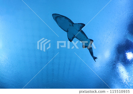 shark are swimming is S.E.A Aquarium, thailand. shark are swimming is S.E.A Aquarium, thailand. 115510935