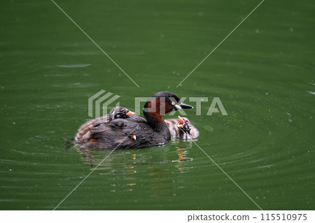 A baby little grebe pleading with its parent A baby little grebe pleading with its parent 115510975