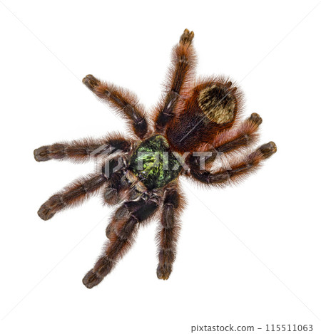 Tarantula on white background 115511063