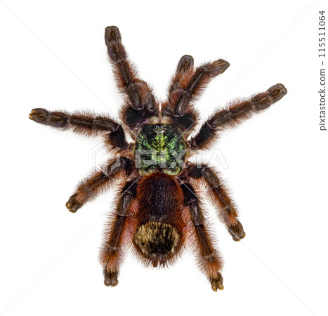 Tarantula on white background 115511064