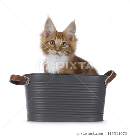 Maine Coon cat kitten on white Maine Coon cat kitten on white 115511073