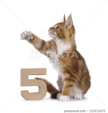 Maine Coon cat kitten on white 115511075