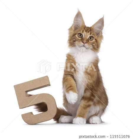 Maine Coon cat kitten on white 115511076