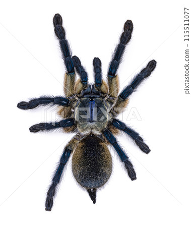 Tarantula on white background Tarantula on white background 115511077