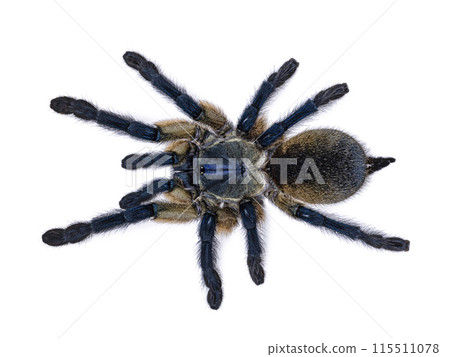 Tarantula on white background 115511078