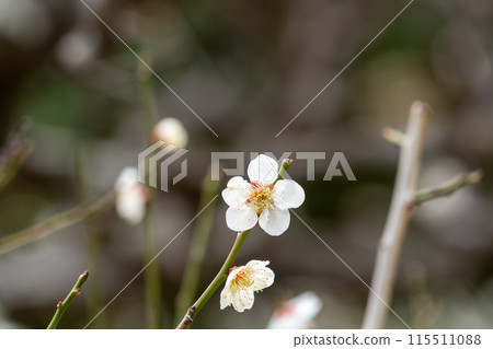 white plum blossom 115511088