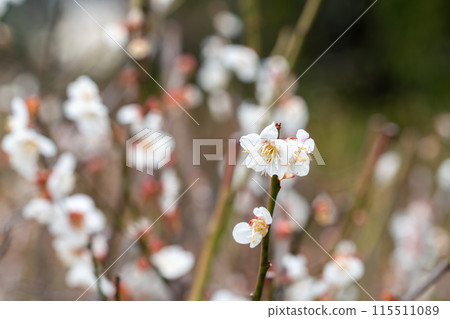 white plum blossom 115511089