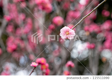 Plum blossoms telling the arrival of spring 115511090