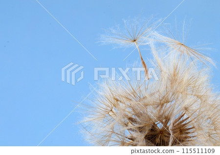 National Asthma and Allergy Awareness Month. Fluffy dandelions glow in blue sky National Asthma and Allergy Awareness Month. Fluffy dandelions glow in blue sky 115511109