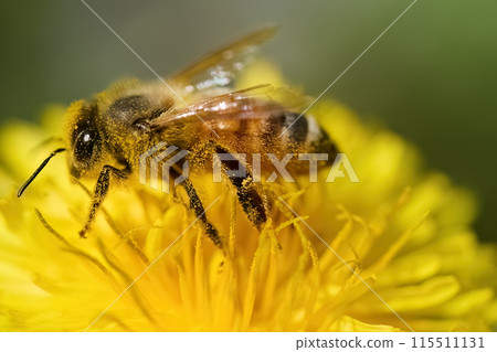World Bee Day. Honeybee Pollinating a Bright Yellow Flower 115511131