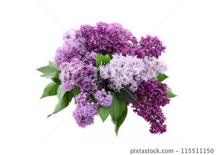 Fresh Lilac Bouquet on White Background 115511150
