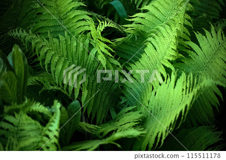 Midsummer Day background. Lush Green Fern Leaves Close-up Midsummer Day background. Lush Green Fern Leaves Close-up 115511178