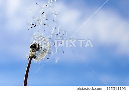 National Asthma and Allergy Awareness Month. Fluffy dandelions glow in rays of sunlight at sunset National Asthma and Allergy Awareness Month. Fluffy dandelions glow in rays of sunlight at sunset 115511193
