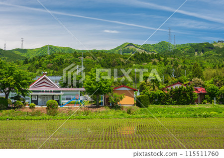 Rice field scenery, early summer in Japan, pristine scenery Rice field scenery, early summer in Japan, pristine scenery 115511760