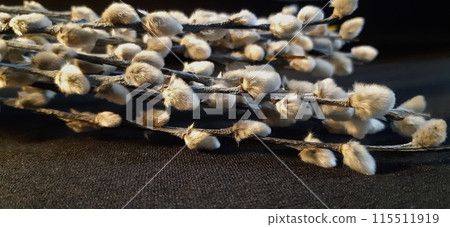 Willow branches with blossoming buds.Fleecy gray buds are scattered along the entire length of the branches. Willow in flowering period. Willow branches with blossoming buds.Fleecy gray buds are scattered along the entire length of the branches. Willow in flowering period. 115511919