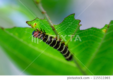 Asota plana milkeata moth caterpillar under green leaves. Wulai, Taiwan. Asota plana milkeata moth caterpillar under green leaves. Wulai, Taiwan. 115511965