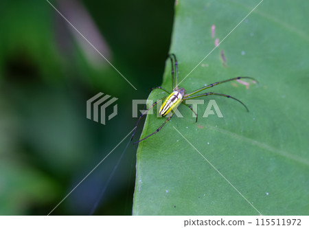 Leucauge Celebesiana spider on leaves. Wulai, Taiwan. 115511972