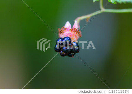 The dark purple berries resemble raspberries. Wulai, Taiwan. The dark purple berries resemble raspberries. Wulai, Taiwan. 115511974