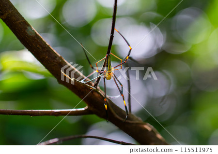 Nephila Pilipes spider in web. Wulai, Taiwan. 115511975