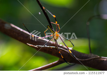 Nephila Pilipes spider in web. Wulai, Taiwan. 115511977