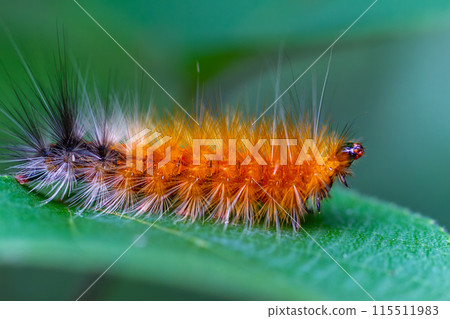 Orange caterpillar of Spilarctia subcarnea on green leaf. Wulai, Taiwan. Orange caterpillar of Spilarctia subcarnea on green leaf. Wulai, Taiwan. 115511983