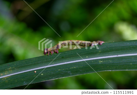 Geometridae caterpillar crawl on leaves with their backs hunched over. Geometridae caterpillar crawl on leaves with their backs hunched over. 115511991