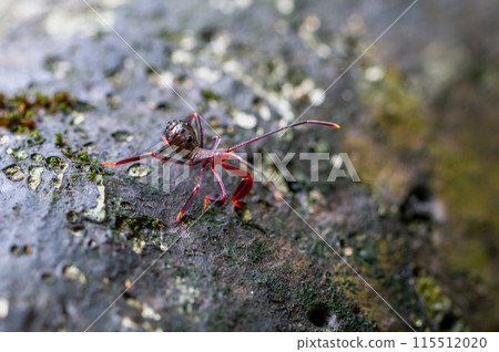 A red vibrant stink bug(Mictis serina) nymph. Wulai, Taiwan. 115512020