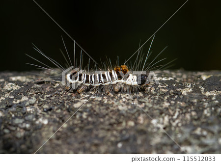 Black and white striped caterpillar of Euproctis Kanshireia in Wulai, Taiwan. Black and white striped caterpillar of Euproctis Kanshireia in Wulai, Taiwan. 115512033