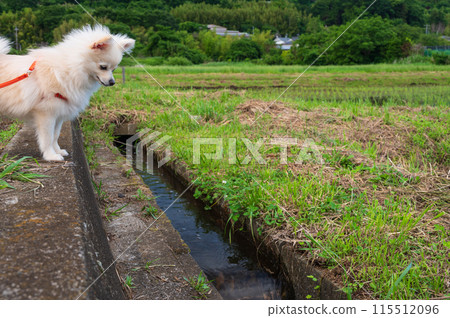 Small dog looking at the waterway, Chihuahua puppy, countryside walk 115512096