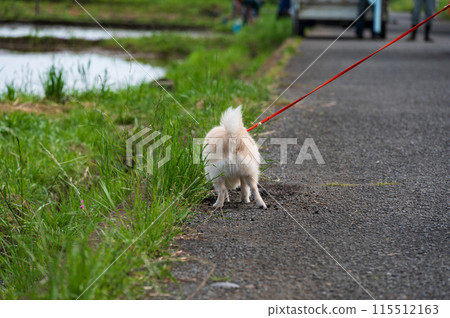Chihuahua puppy walking around enjoying the grass 115512163