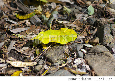 秋季洪氾區 115512256