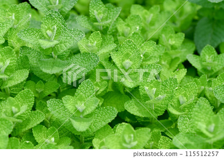蘋果薄荷 115512257