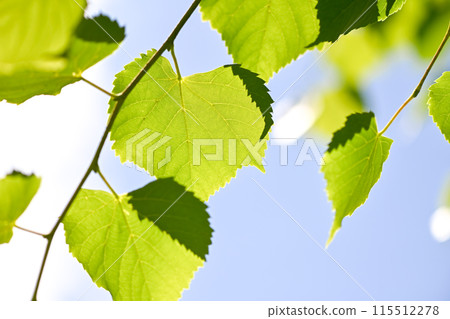 Fresh fresh green image material 115512278