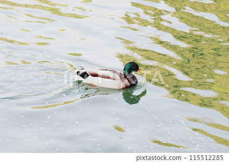 琵琶湖運河中的綠頭鴨 115512285