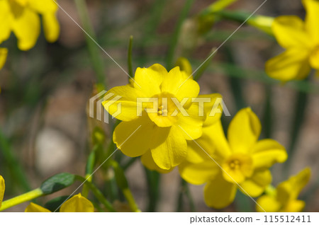 盛開的水仙花花 115512411