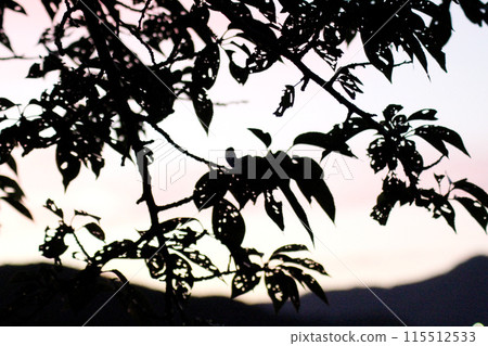 夕陽和剪影般的蟲蛀樹葉 夕陽和剪影般的蟲蛀樹葉 115512533