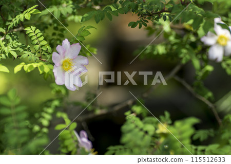 <Flowers> Japanese rose 115512633