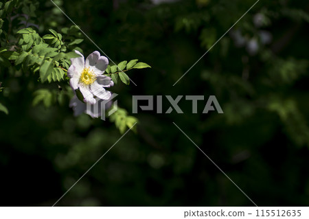 <Flowers> Japanese rose 115512635