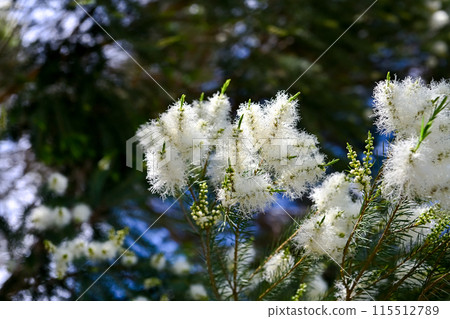 Tea tree flowers Tea tree flowers 115512789