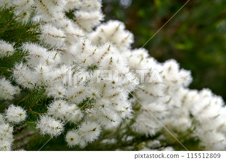 Tea tree flowers Tea tree flowers 115512809
