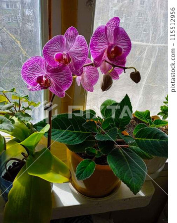 Bright, expressive orchid flower. Orchid is a decorative flower grown at home. Bright, expressive orchid flower. Orchid is a decorative flower grown at home. 115512956