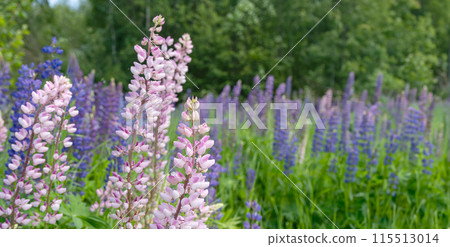 Pink and purple lupines. Beautiful wild lupines flowers. Background with pink and blue flowers. Copy space. Banner 115513014