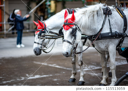 White Lipizzaner tourist chariot horses, trained in the Spanish Riding School in Vienna, capital of Austria White Lipizzaner tourist chariot horses, trained in the Spanish Riding School in Vienna, capital of Austria 115513059