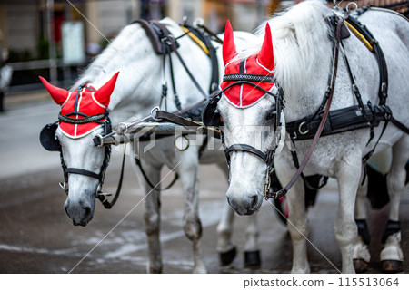 White Lipizzaner tourist chariot horses, trained in the Spanish Riding School in Vienna, capital of Austria White Lipizzaner tourist chariot horses, trained in the Spanish Riding School in Vienna, capital of Austria 115513064