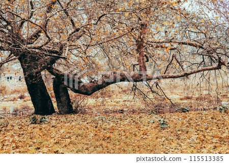 Twisted old trees with autumn leaves 115513385