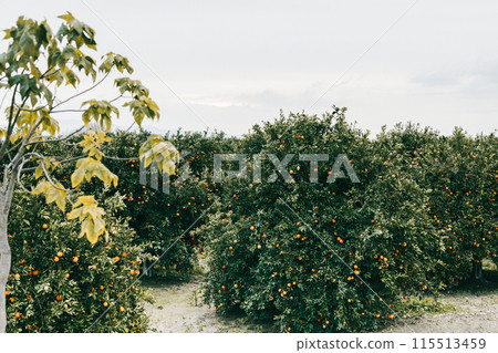 Lush orange orchard in full bloom Lush orange orchard in full bloom 115513459