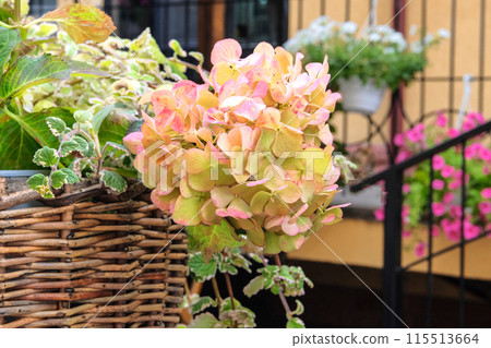 Hortensia flowers in a straw basket. Floristic design. Decorative bright flowers. Blooming postcard. 115513664
